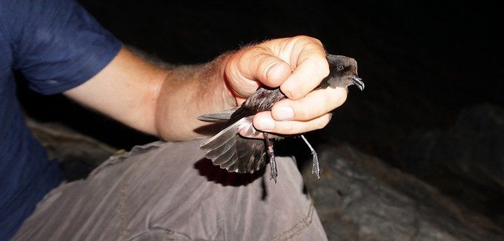 Secretive Storm-petrel reveals some more of its secrets