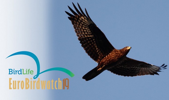 EuroBirdwatch: Migrating birds, bird ringing, picnic and children's activities