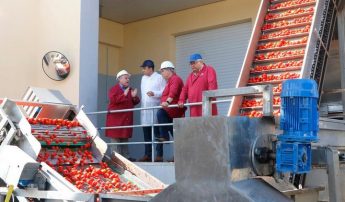 5,000 tonnes of tomatoes being processed this season at Magro