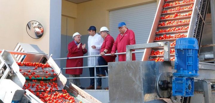5,000 tonnes of tomatoes being processed this season at Magro