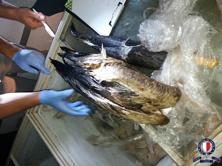 7 people held after Police find hundreds of protected birds in freezers