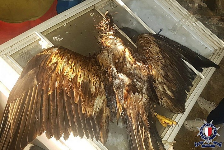 7 people held after Police find hundreds of protected birds in freezers