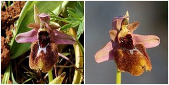 Gozo Spider Orchid among species now safeguarded by the ERA