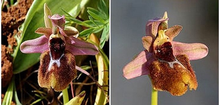 Gozo Spider Orchid among species now safeguarded by the ERA