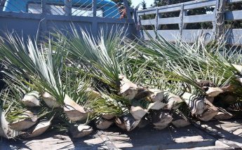 Lampuki season: Free palm fronds available for Gozitan fishermen