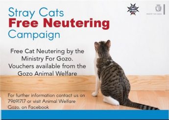 Free neutering of stray cats in Gozo being offered by Ministry for Gozo Free neutering of stray cats in Gozo being offered by Ministry for Gozo