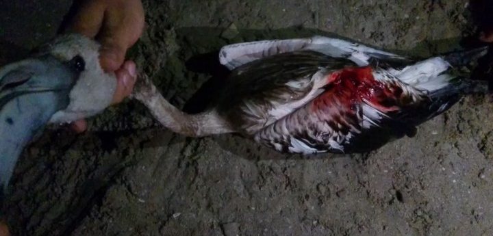 Protected flamingos “illegally shot down during closed season,” – BLM