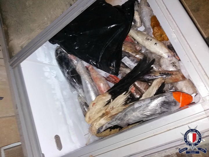 7 people held after Police find hundreds of protected birds in freezers