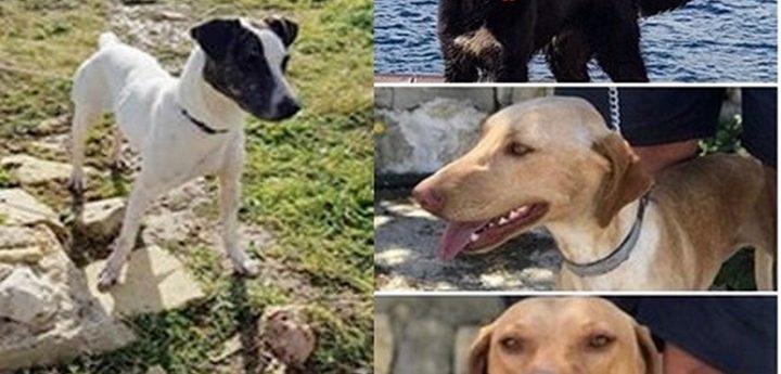 Sasha, Sammie, Jill and Jack, are at Gozo SPCA waiting for loving homes
