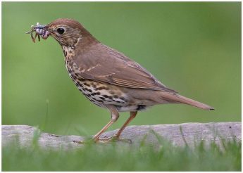 Ornis votes in favour of trapping season for Song Thrush and Golden Plover