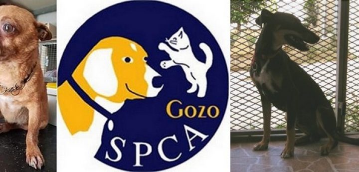 Gozo SPCA fundraising collection on Gozo Channel ferries this weekend