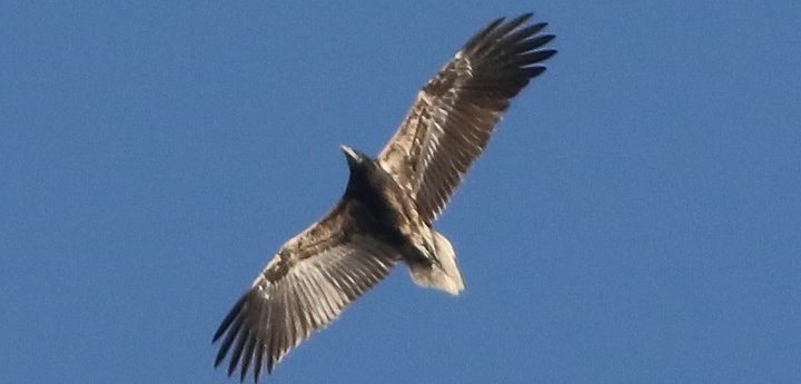 Another rare and highly-protected Egyptian Vulture visits Malta