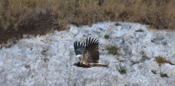 Egyptian Vulture overnights on Malta with BLM and Police protection