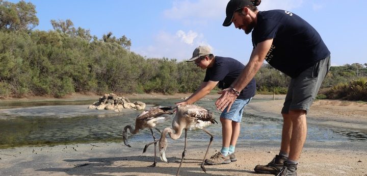 Two Greater Flamingos released, including one rescued in Gozo
