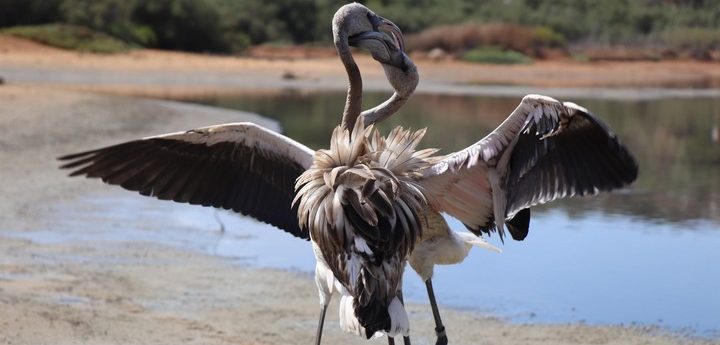 Two more juvenile Greater Flamingos released back to the wild