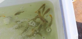 125 endemic Killifish released as part of conservation project
