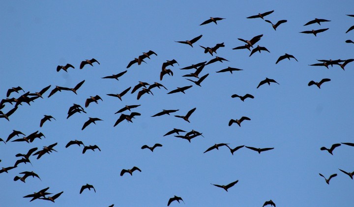 Over 180 Night Herons rest at BirdLife's Simar Nature Reserve