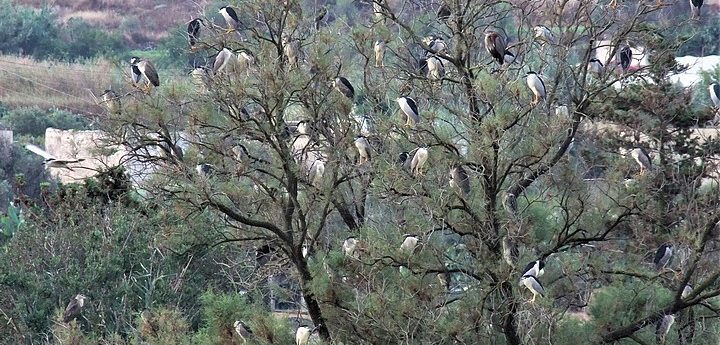 Over 180 Night Herons rest at BirdLife’s Simar Nature Reserve