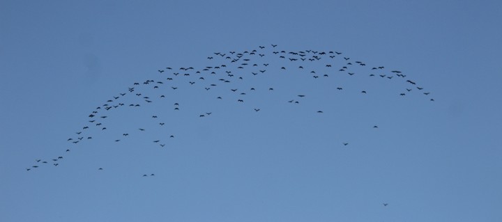 Over 180 Night Herons rest at BirdLife's Simar Nature Reserve