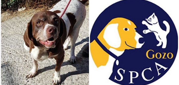Meet Rover – Can you offer a loving home to this gentle dog?