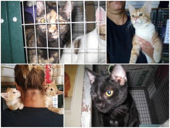 Playful kittens at Gozo SPCA waiting for their own loving homes