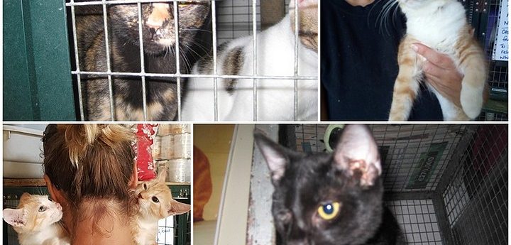 Playful kittens at Gozo SPCA waiting for their own loving homes