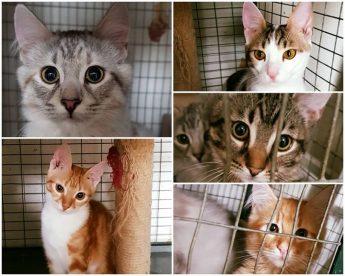 Some of the new young residents at Gozo SPCA waiting for homes