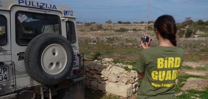 “Zero enforcement fuelling illegal night trapping of plovers in Gozo and Malta”