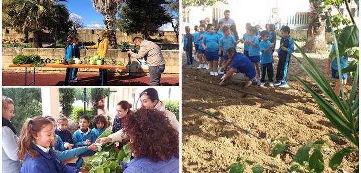Sannat School harvests water, grows vegetables and raises Maltese Black Hens