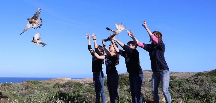 Six falcons released on Comino, including one recovered from Gozo