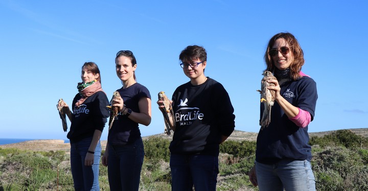 Six falcons released on Comino, including one recovered from Gozo