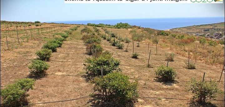 Greening Gozo and rehabilitation of il-Mixta tad-Dawwara garden