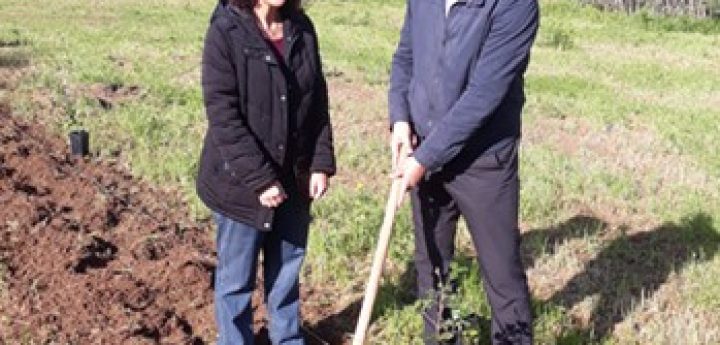 More trees and fewer poinsettias for Central Bank of Malta staff