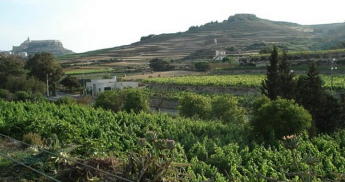 180 trees to be uprooted and agricultural land lost for Marsalforn road – FAA