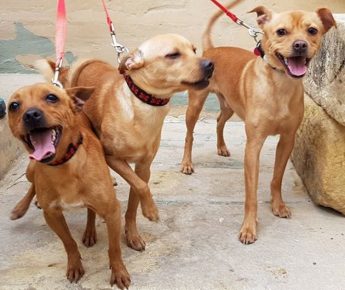 Meet Frankie, Patrick and Mickey, 3 lovely dogs waiting for loving homes