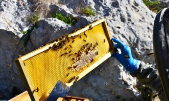 Save bees and farmers by helping FoE collect 4500 signatures