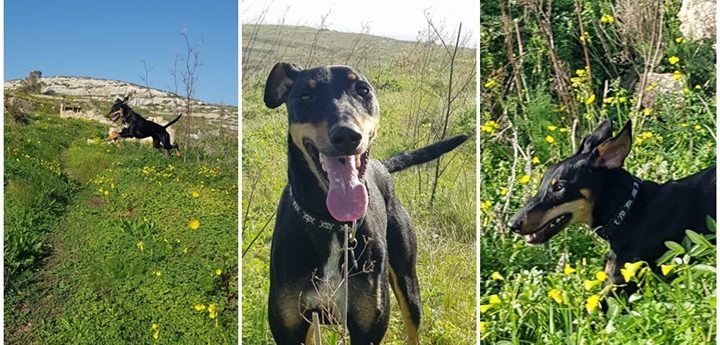 Jimmy is waiting for a forever home, maybe you can offer him that chance