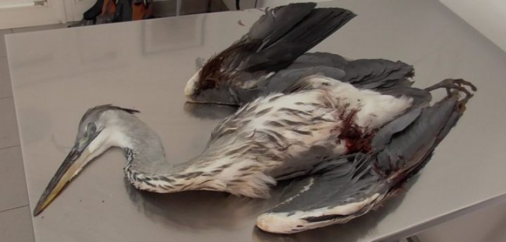 Hunting season was “5 months of illegalities and lack of enforcement”