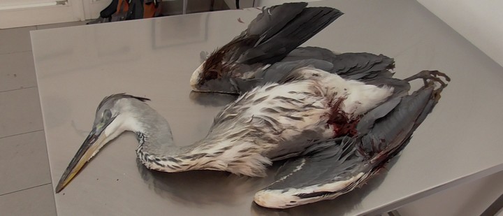Man detained after shooting and killing protected bird