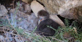 Why Darkness Matters: Dwejra Tower talk with BirdLife Malta