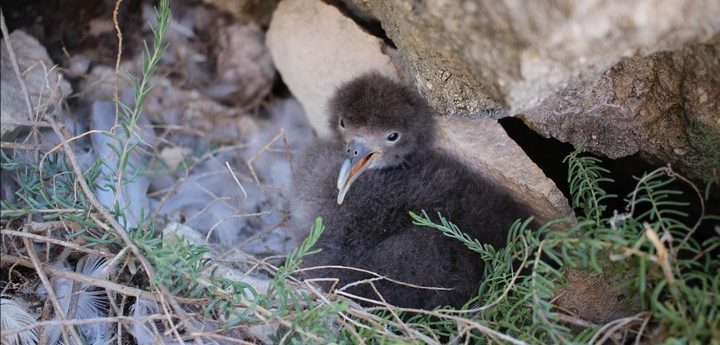 Why Darkness Matters: Dwejra Tower talk with BirdLife Malta