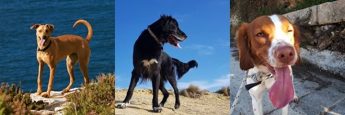 Gozo SPCA remains open for adoptions, please call for appointment