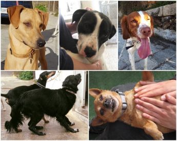 Gozo SPCA dogs waiting for the chance of their own loving home