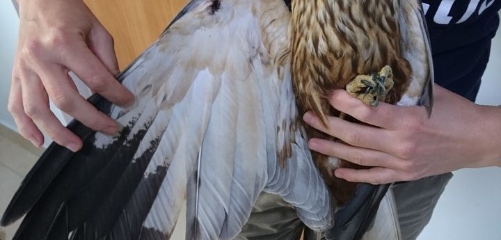 Opening of hunting season would be the most irresponsible act by PM – BirdLife
