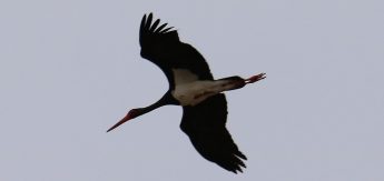 BirdLife Malta writes to Prime Minister asking not to open hunting season