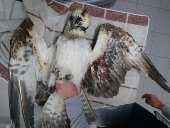 Osprey shot in Xaghra, opening hunting season would be “highly irresponsible” – BLM Osprey shot in Xaghra, opening hunting season would be “highly irresponsible” – BLM