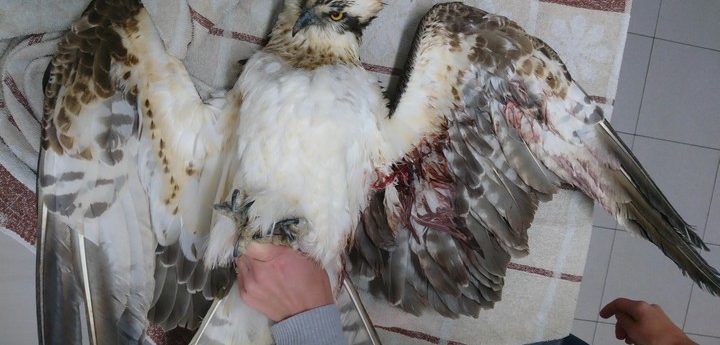 Osprey shot in Xaghra, opening hunting season would be “highly irresponsible” – BLM