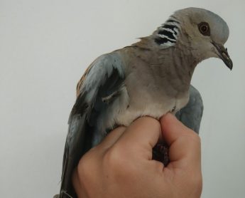 Government “created a smokescreen for illegal killing of Turtle Dove” – BLM Government “created a smokescreen for illegal killing of Turtle Dove” – BLM