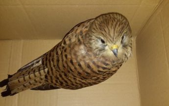 5 illegally shot protected birds recovered by BirdLife, including 1 in Gozo
