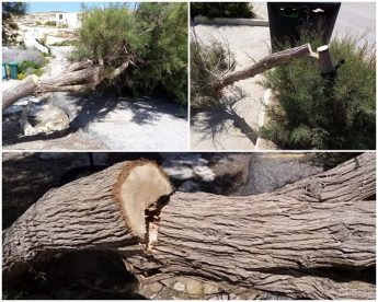 Dwejra trees vandalised with uprooting and sawn off branches
